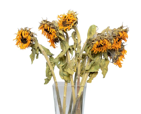 Dry sunflower in a vase — Stock Photo, Image