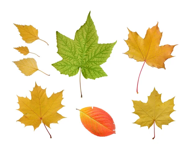 Set autumn leaves — Stock Photo, Image