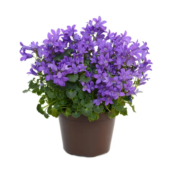 Campanula blue flowers — Stock Photo, Image