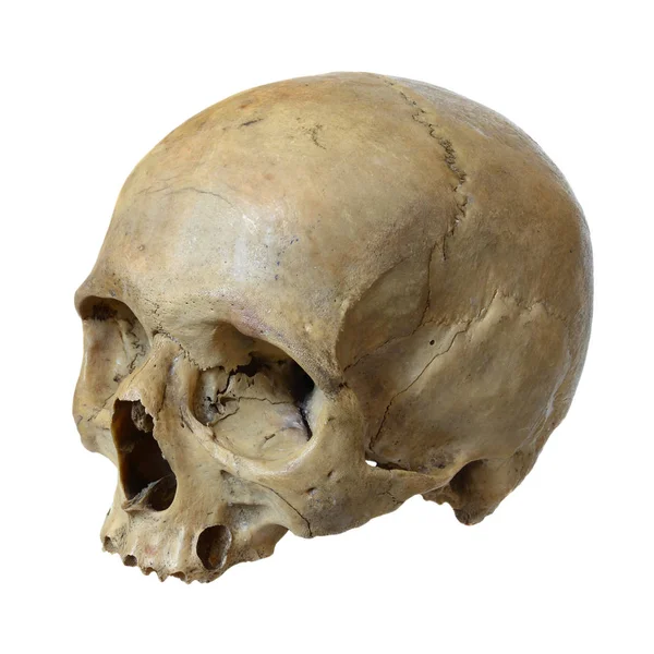 Human skull on a white background. Stock Image
