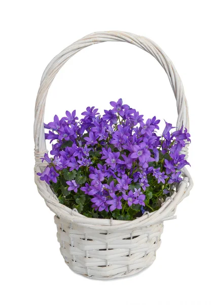 Campanula blue flowers — Stock Photo, Image