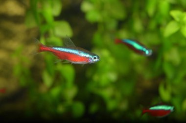 Kardinal tetra (Paracheirodon Otocinclus)