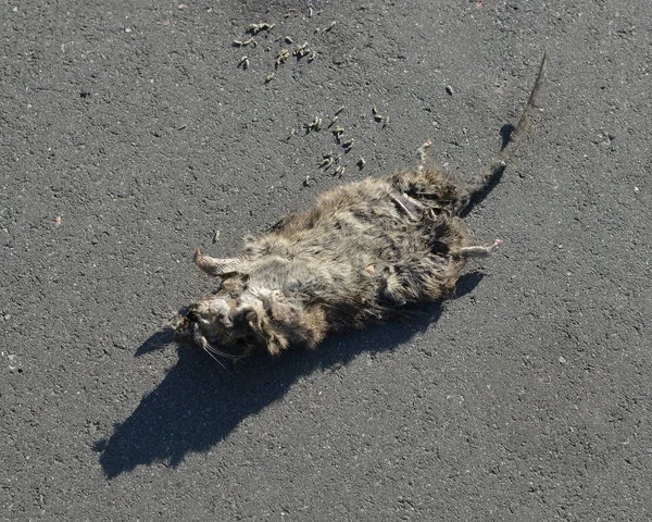 Dead rat on the road. — Stock Photo, Image