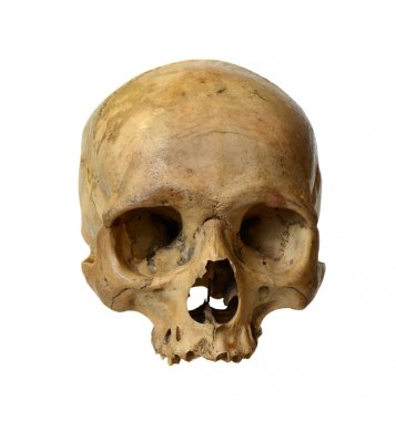 Beyaz arka planda insan kafatası.