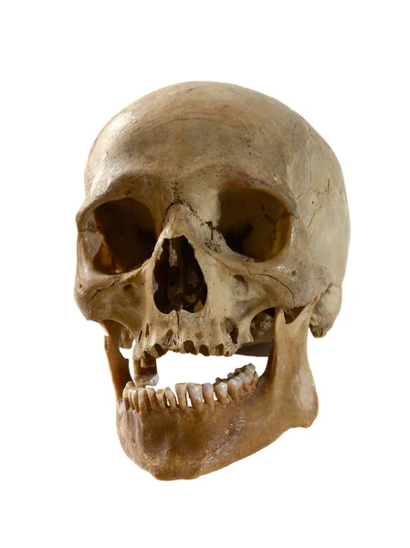 Human skull on a white background. Royalty Free Stock Photos