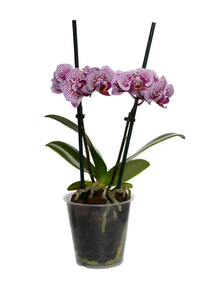 Vértes egy Phalaenopsis flower — Stock Fotó
