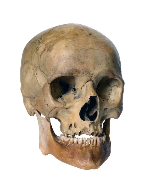 Human skull close up Stock Image