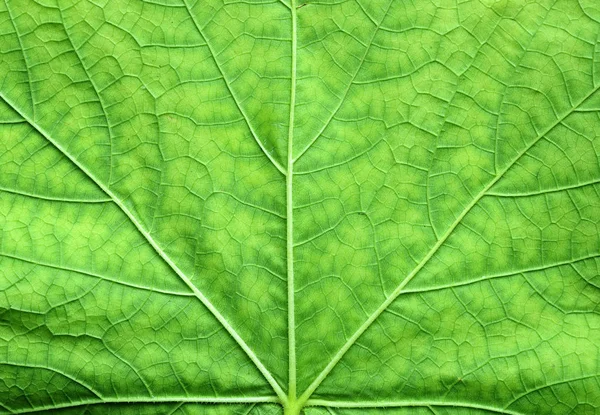 La hoja del árbol se acercan — Foto de Stock