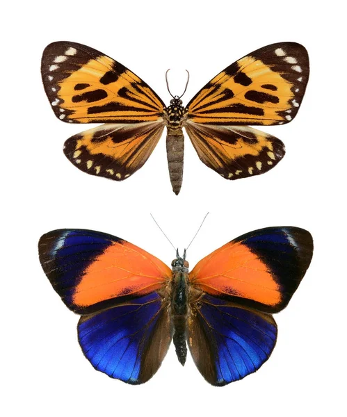 Set butterfly close up — Stock Photo, Image