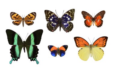 Kelebek yakın çekim