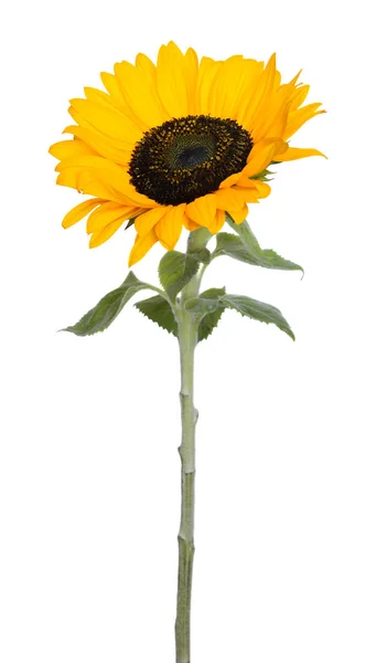 Sunflower flower close up — Stock Photo, Image