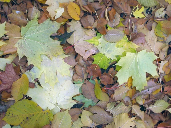 背景の秋を葉します。 — ストック写真