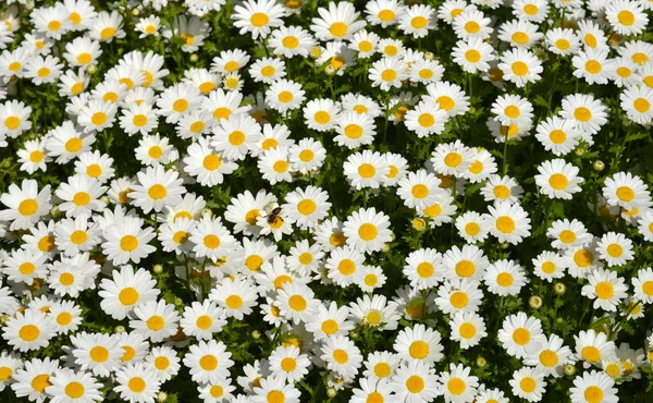 Chamomile flower background — Stock Photo, Image