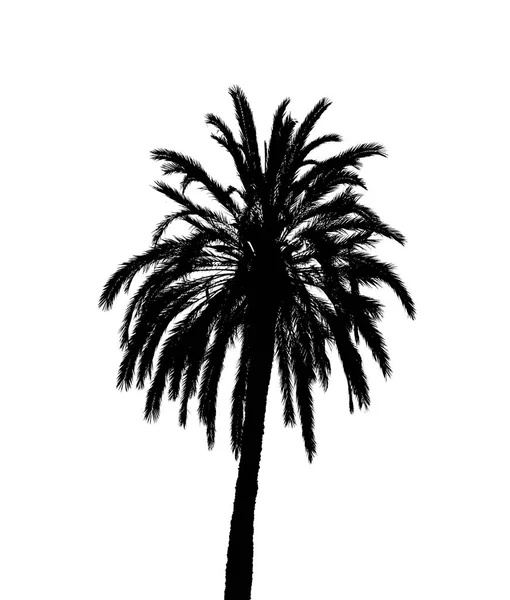 Die schwarze Silhouette einer Palme — Stockfoto