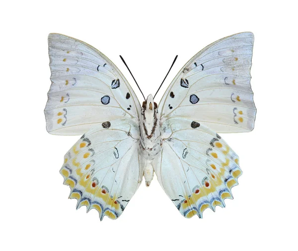 Όμορφη λευκή πεταλούδα — Φωτογραφία Αρχείου