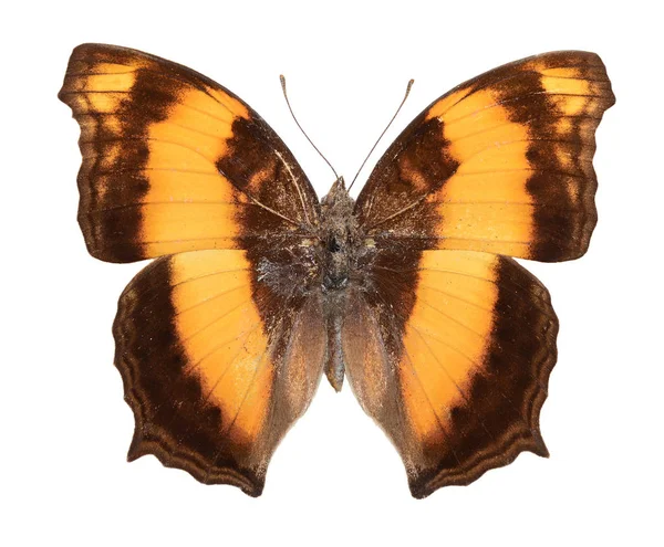 Brun beau papillon — Photo