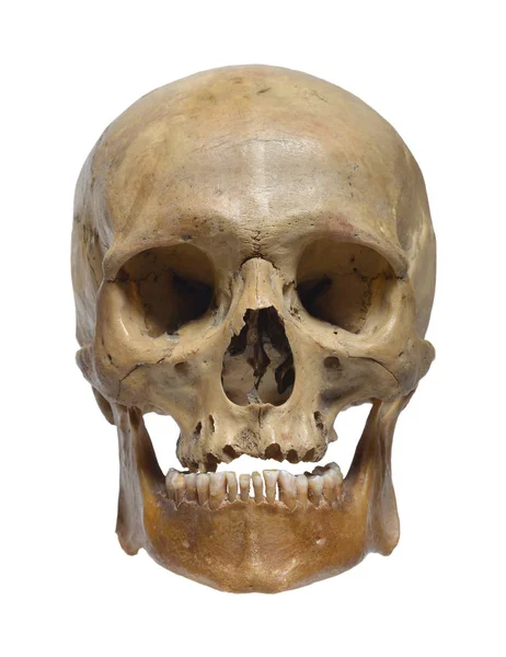 Human skull close up Stock Photo
