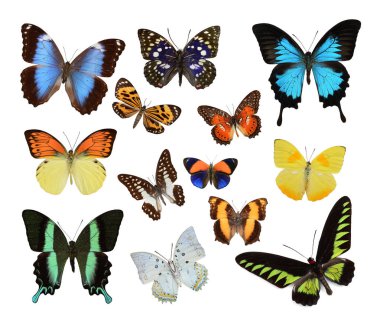 Kelebek yakın çekim