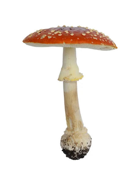 Cogumelo Amanita muscaria Fotos De Bancos De Imagens