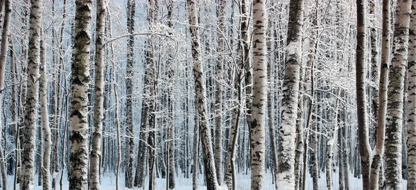 Winter wood. — Stock Photo, Image