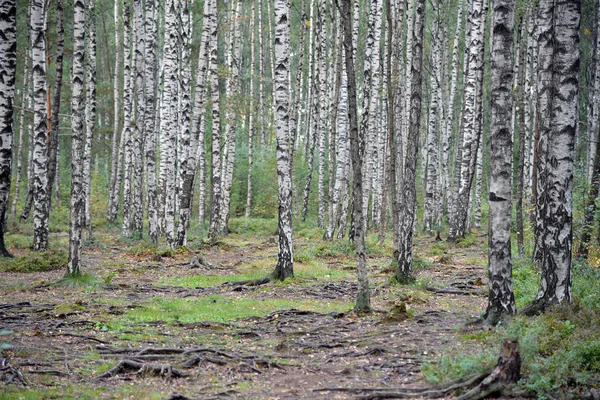 Herfst berken bomen — Stockfoto