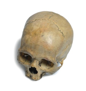 İnsan kafatası yakın çekim