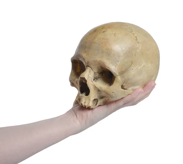 Human skull  and female hand — Stock Photo, Image