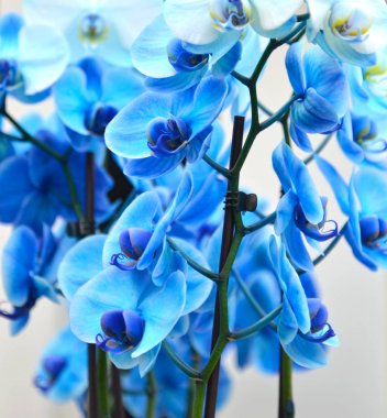 Phalaenopsis çiçek closeup