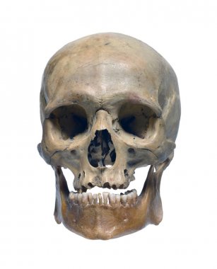 İnsan kafatası yakın çekim