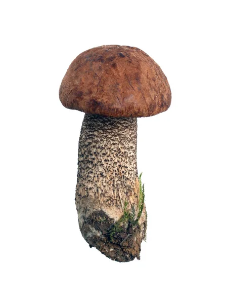 Pilz aus nächster Nähe — Stockfoto