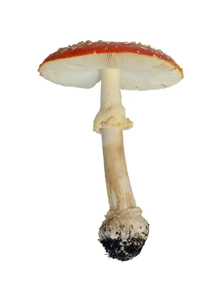 Гриб Amanita muscaria — стоковое фото