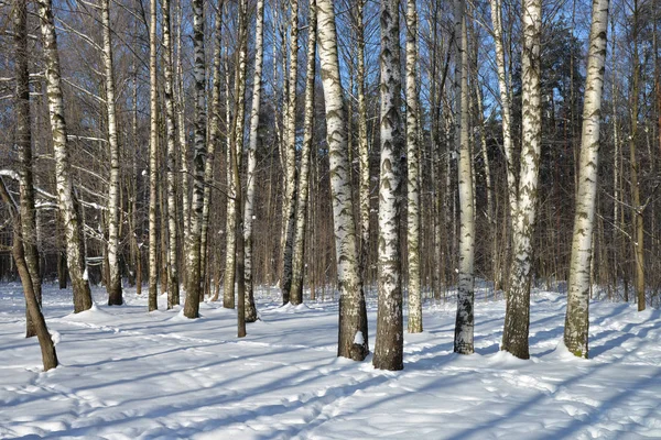 Birch trees in snow-covered — Stock Photo, Image