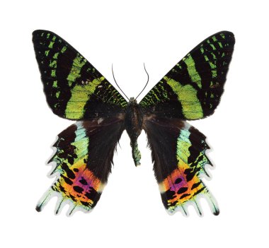 chrysiridia rhipheus