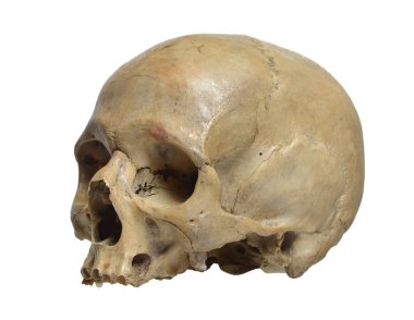 İnsan kafatası