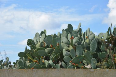 opuntia meyve