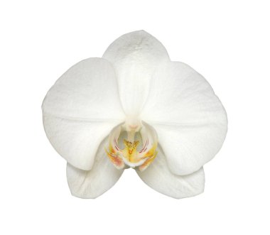 Phalaenopsis çiçek closeup
