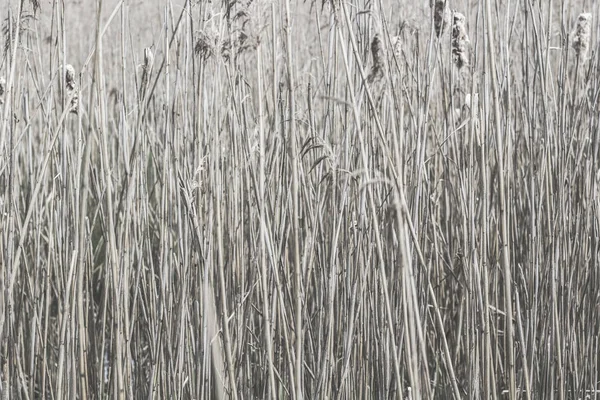 Reed arka planı için — Stok fotoğraf