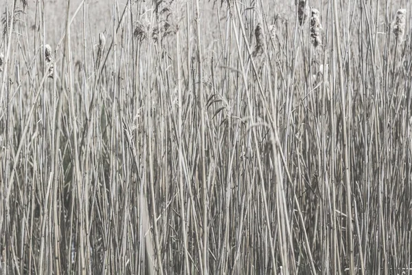 Reed för bakgrund — Stockfoto