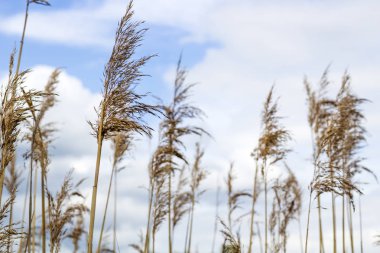 Reed mavi gökyüzü arka plan üzerinde