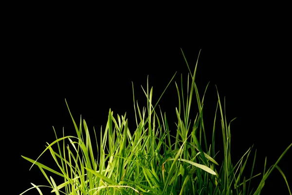 Grönt gräs på svart — Stockfoto