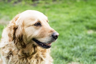 Golden retriever köpeği