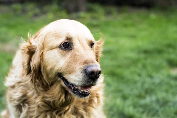 Golden retriever dog — Stock Photo, Image