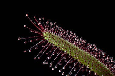 etçil bitki. sundew