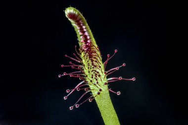 etçil bitki. sundew