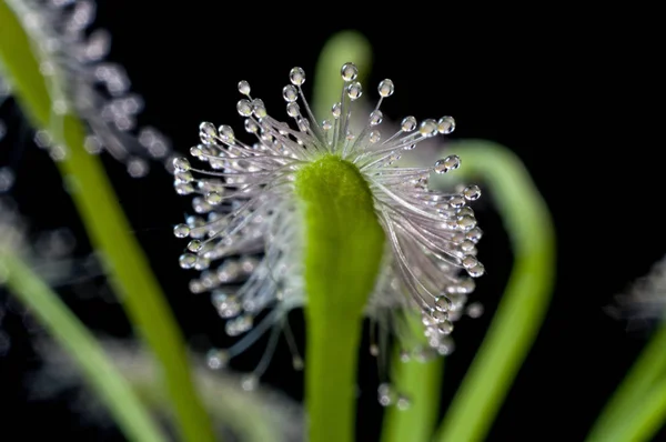 Плотоядное растение. солнечная роса — стоковое фото