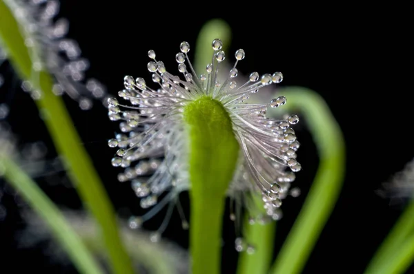 Planta carnívora. rocío del sol — Foto de Stock