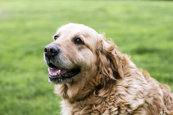 Golden retriever cão — Fotografia de Stock