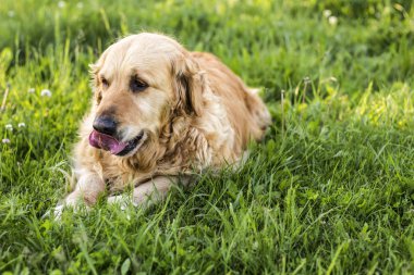 eski golden retriever köpek