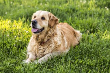 eski golden retriever köpek