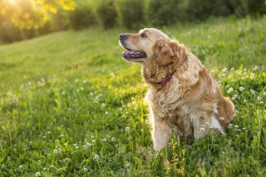 eski golden retriever köpek